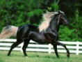 /album/photos-de-chevaux-poneys-anes-/cheval-noir-criniere-dore-jpg/